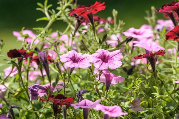 Comment protéger efficacement votre clôture de jardin contre les caprices de la météo ?
