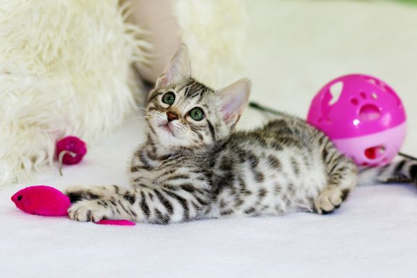 Top accessoires indispensables pour la vie de votre chat